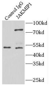 JAKMIP1 Antibody - BSA Free