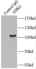 IP3KC Antibody - BSA Free