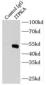 ITPKA Antibody - BSA Free