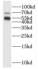 ISM2 Antibody - BSA Free