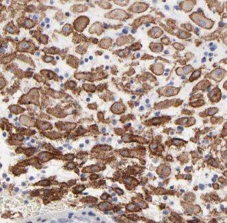 ISM2 Antibody - BSA Free