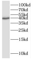 ISG20L2 Antibody - BSA Free