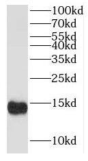 HBLD1 Antibody - BSA Free