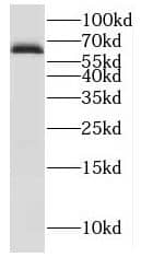 IRGQ Antibody - BSA Free