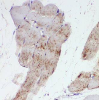 IRGQ Antibody - BSA Free