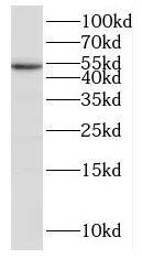 IRGC Antibody - BSA Free