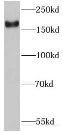 IQGAP3 Antibody - BSA Free