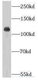 Importin4 Antibody - BSA Free