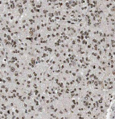 Importin-13 Antibody - BSA Free