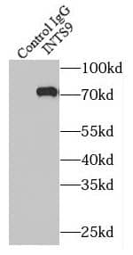 RC74 Antibody - BSA Free