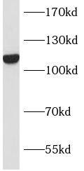 INTS8 Antibody - BSA Free