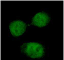 INTS8 Antibody - BSA Free