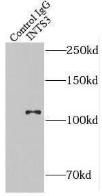 INT3 Antibody - BSA Free