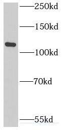 INT3 Antibody - BSA Free