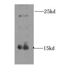 INSL3 Antibody - BSA Free