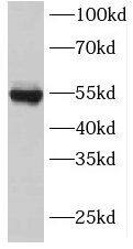 INSC Antibody - BSA Free