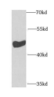SKIP Antibody - BSA Free