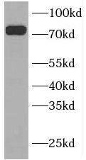 INPP5B Antibody - BSA Free