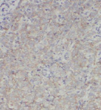 INO80C Antibody - BSA Free