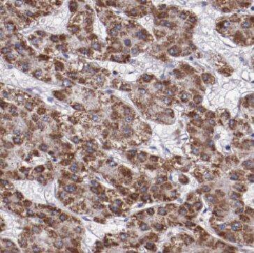 IMP5 Antibody - BSA Free