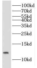IMMP2L Antibody - BSA Free