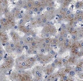 RP5-1077B9.4 Antibody - BSA Free