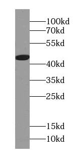 RP5-1077B9.4 Antibody - BSA Free