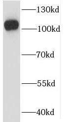 IGHMBP2 Antibody - BSA Free