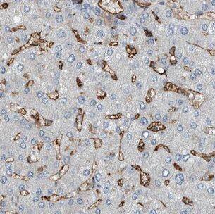 IGHMBP2 Antibody - BSA Free
