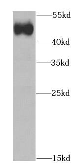 IFT52 Antibody - BSA Free
