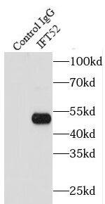 IFT52 Antibody - BSA Free
