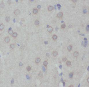 RABL4 Antibody - BSA Free