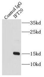 IFT20 Antibody - BSA Free
