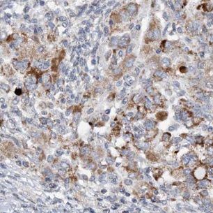 IFT20 Antibody - BSA Free