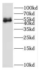 IFRD2 Antibody - BSA Free