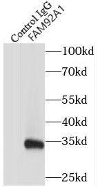 FAM92A1 Antibody - BSA Free