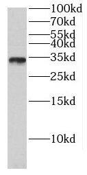FAM92A1 Antibody - BSA Free