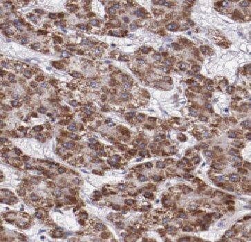 FAM84B Antibody - BSA Free