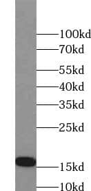 FAM72A Antibody - BSA Free