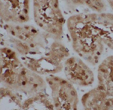 FAM49B Antibody - BSA Free
