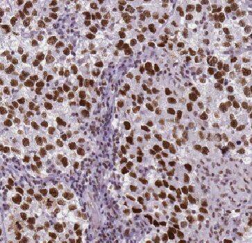 FAM48A Antibody - BSA Free