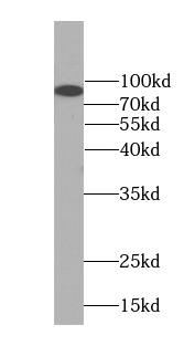 FAM40B Antibody - BSA Free