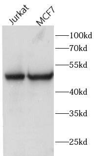 FAM20C Antibody - BSA Free