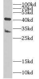 FAM185A Antibody - BSA Free