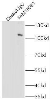 FAM160B1 Antibody - BSA Free