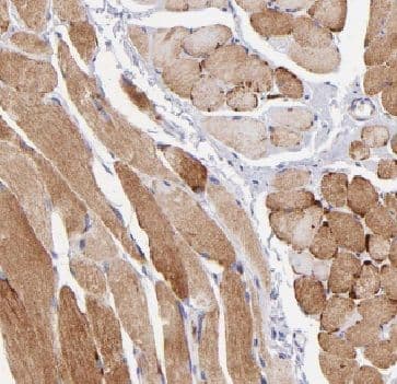 FAM13A Antibody - BSA Free