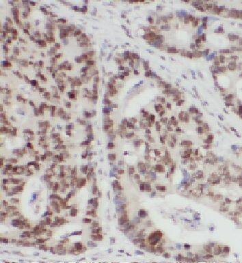 FAM127B Antibody - BSA Free