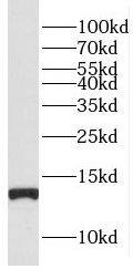 FAM127B Antibody - BSA Free