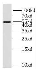 FAM124B Antibody - BSA Free