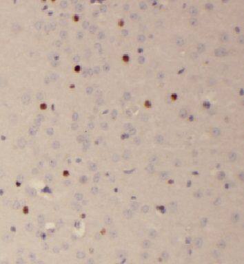 FAM118B Antibody - BSA Free